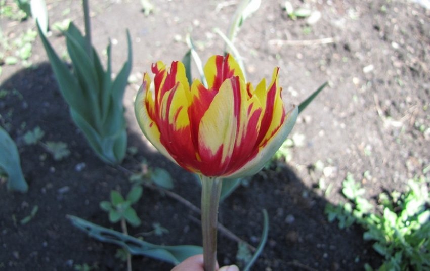 Пестролепестность тюльпанів