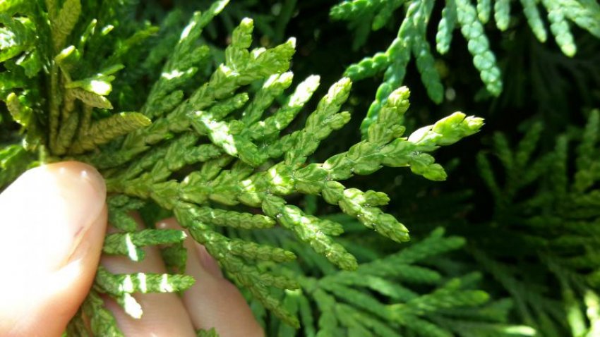 Наявність попелиці на туї Наявність попелиці на туї