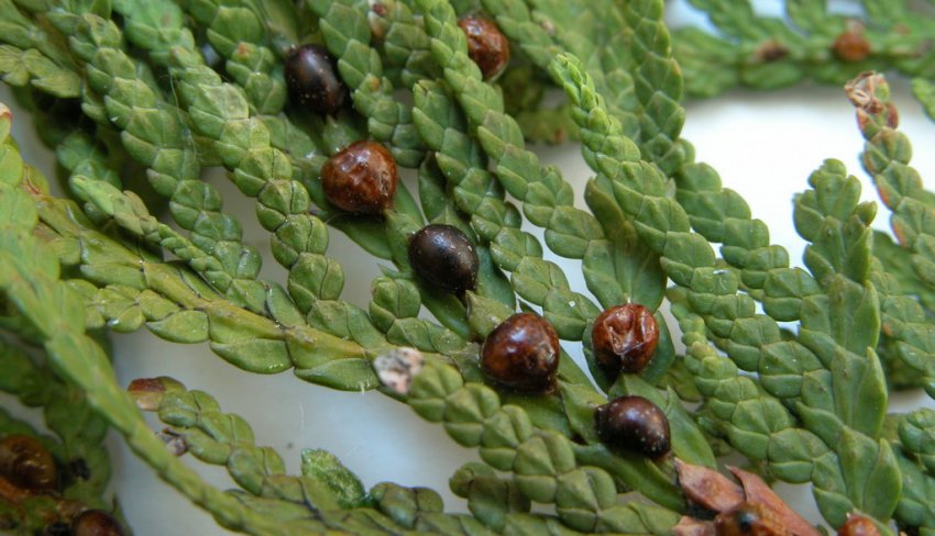 Щитівки на туї Щитівки на туї