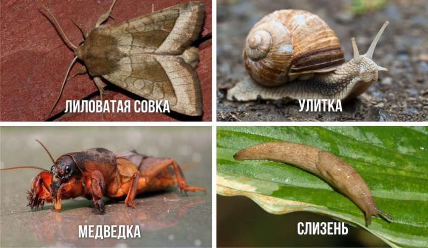 Шкідники тюльпанів