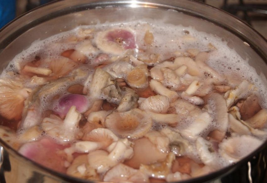 Сироїжки Сироїжки