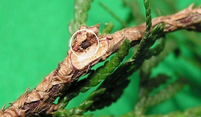 Туевый короїд Туевый короїд