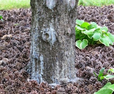 Мульча з шишок сосни своїми руками