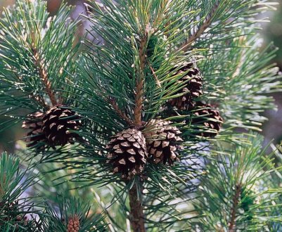 Вирощування з насіння сосни: посадка і правильний догляд