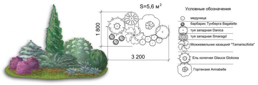Схема композиції з туями Схема композиції з туями