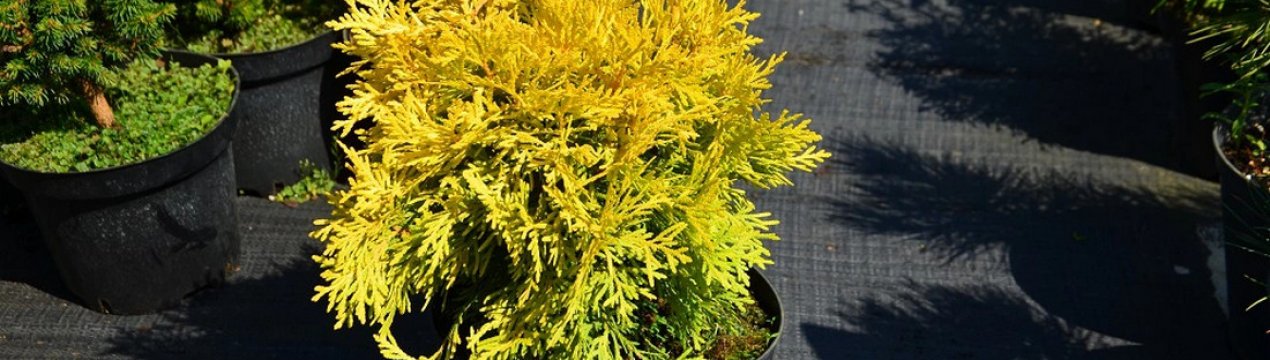 Опис туї західної Амбер Сяйво, її посадка і догляд