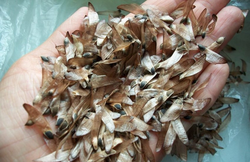 Насіння сосни