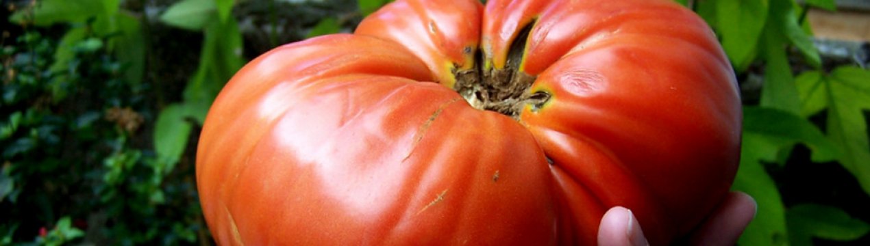 Сорти «Мінусинські» томатів