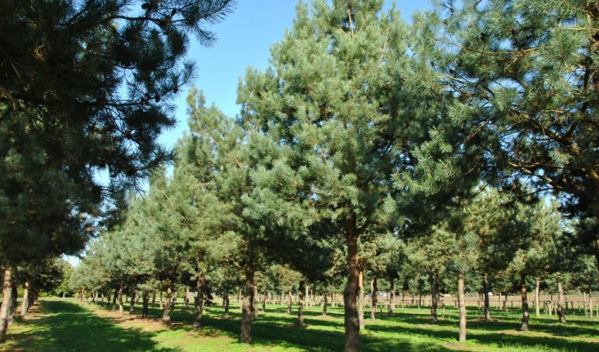 Сосна звичайна