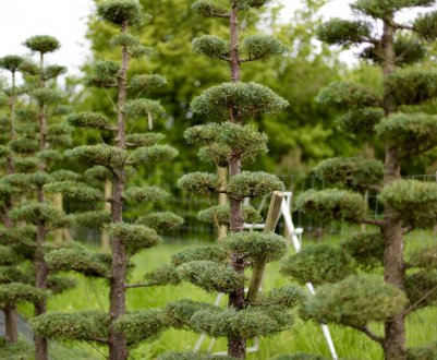 Обрізка сосни в стилі ниваки