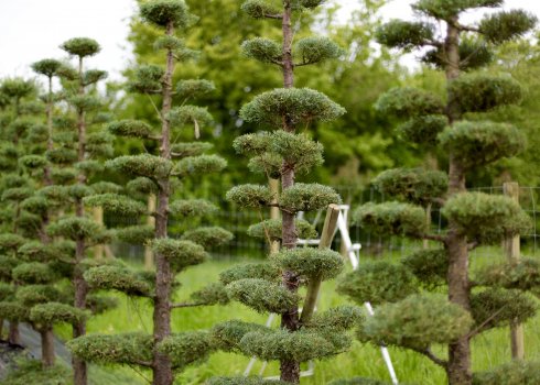 Обрізка сосни в стилі ниваки