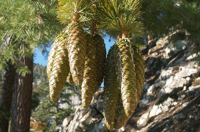 Сосна Ламберта