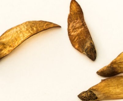 Як розмножити сосну: живцями, шишками або щепленням