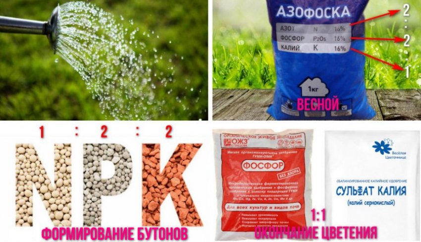 Полив і підживлення по місяцях