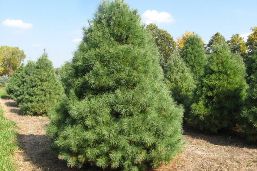 Сосна Веймутова