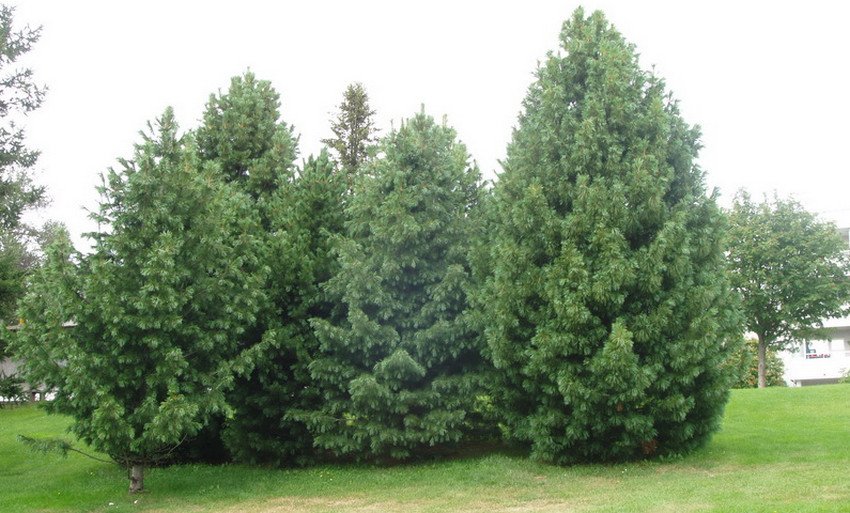 сосна Кедрова європейська