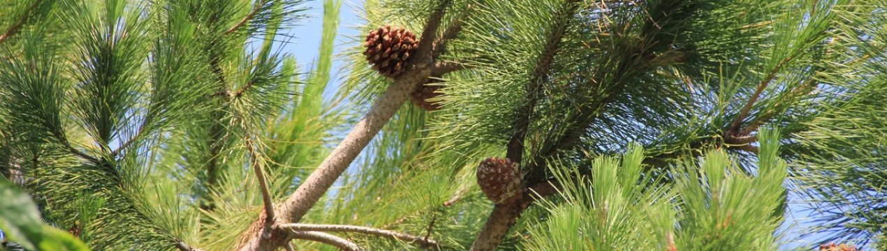 Види і сорти сосен