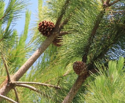 Види і сорти сосен