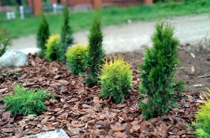 Мульчування грунту