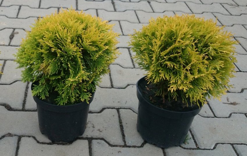 Зростання туї