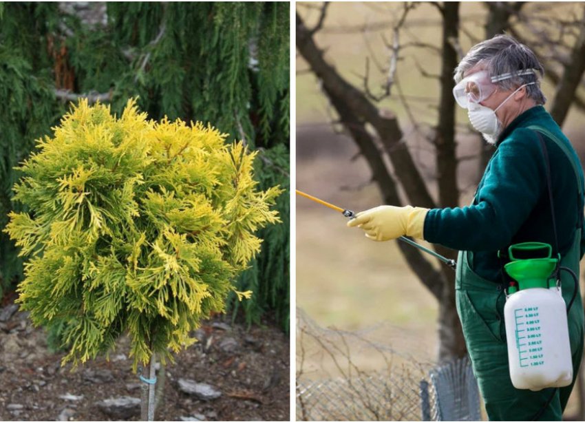 Обприскування туї