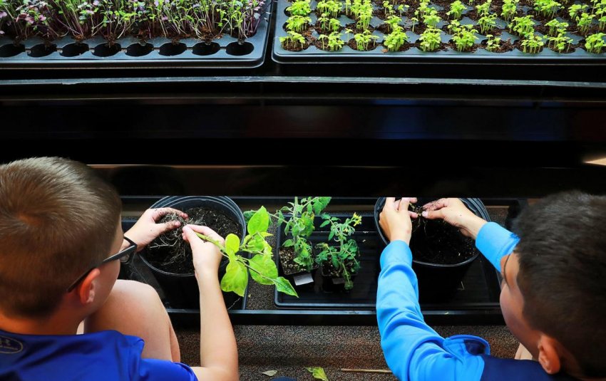 Школярі із США вивчають аквапонику на практиці