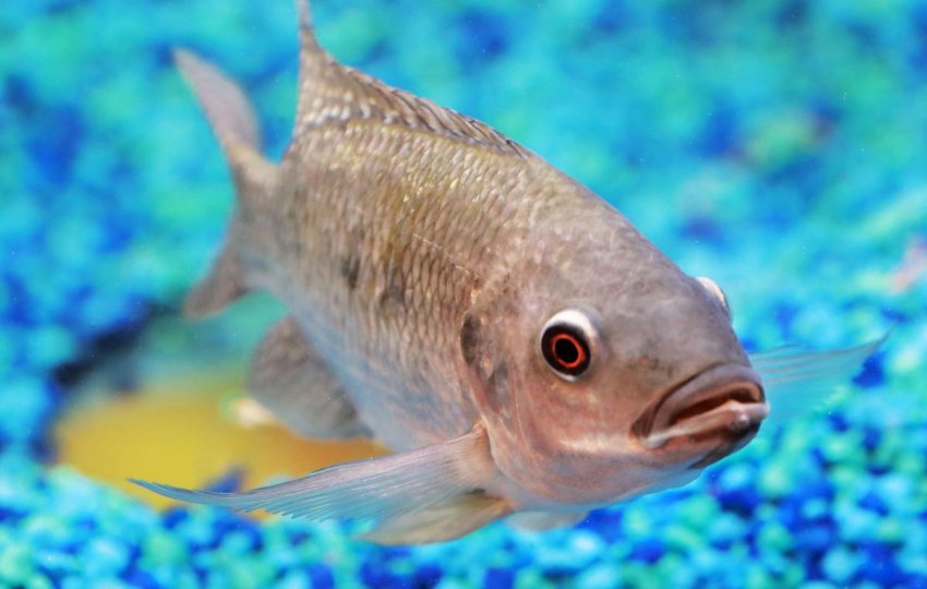 Школярі із США вивчають аквапонику на практиці