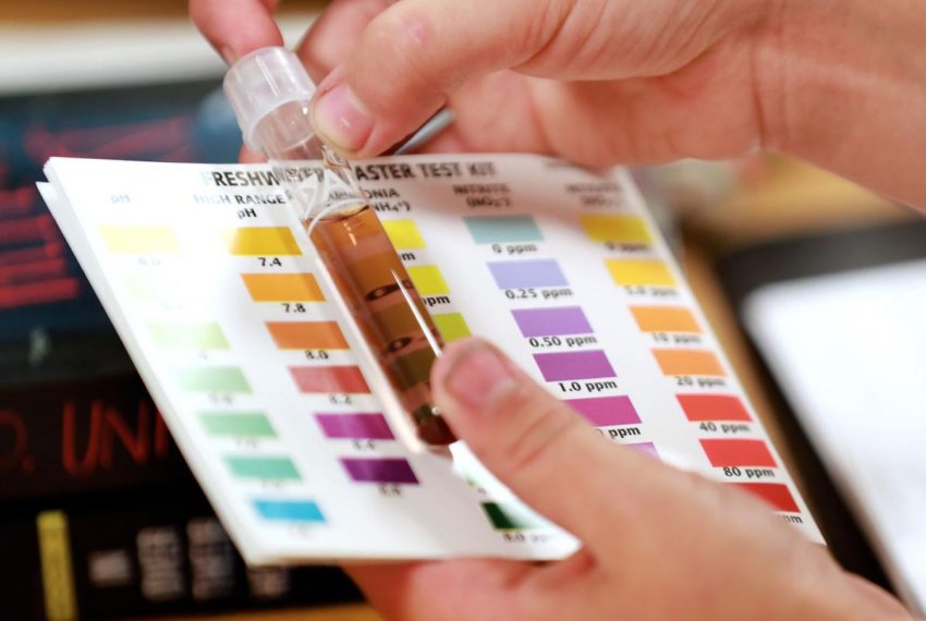 Школярі із США вивчають аквапонику на практиці