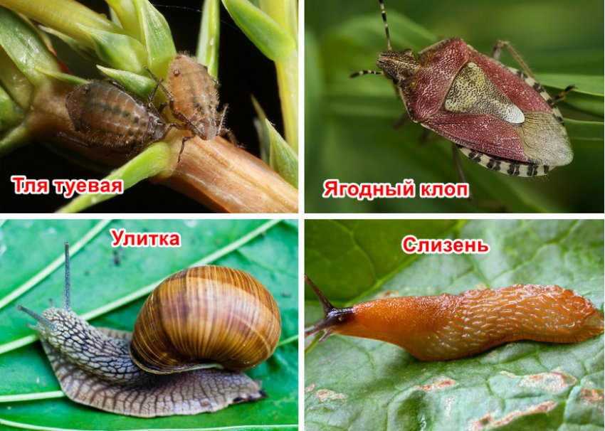 Шкідники туї