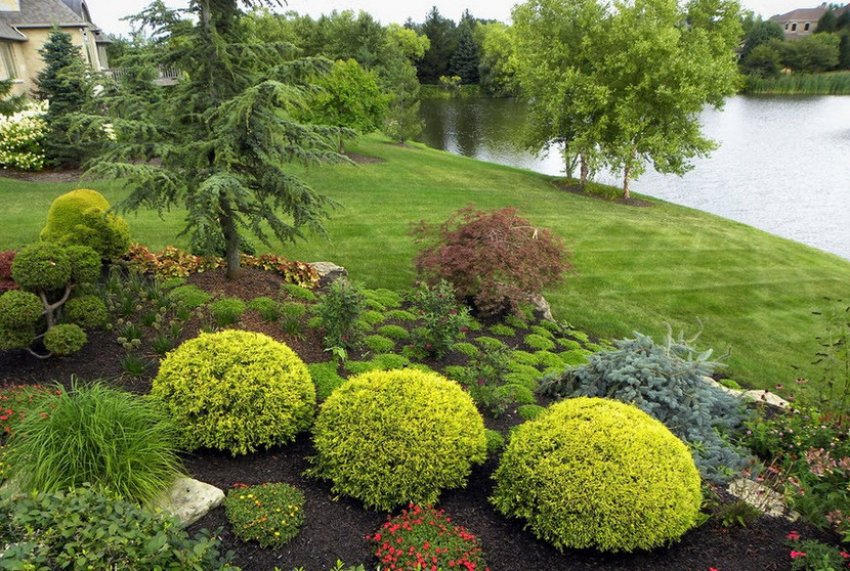 Туя в ландшафтному дизайні