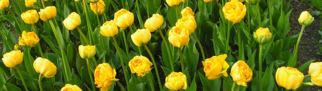 Особливості тюльпана Yellow Pomponette