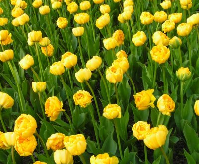 Особливості тюльпана Yellow Pomponette