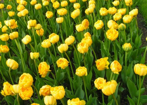 Особливості тюльпана Yellow Pomponette