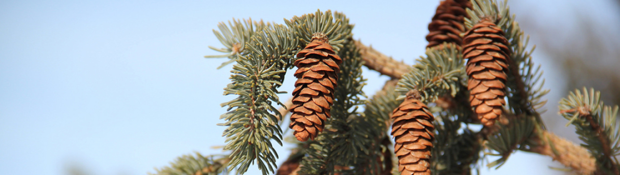 Ялина енгельмана: топ-5 сортів і невелика інструкція з догляду за ними