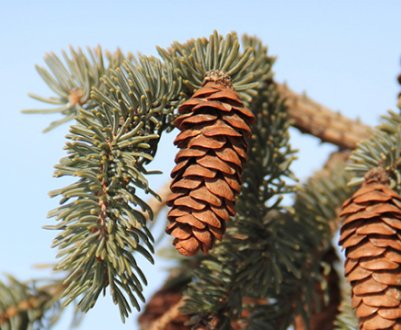 Ялина енгельмана: топ-5 сортів і невелика інструкція з догляду за ними