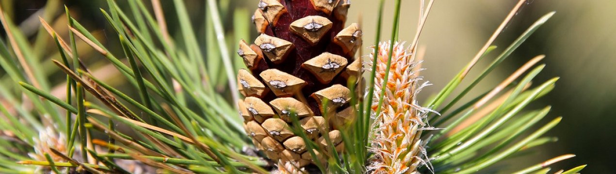 Лікувальні властивості і застосування соснових шишок