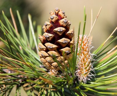Лікувальні властивості і застосування соснових шишок