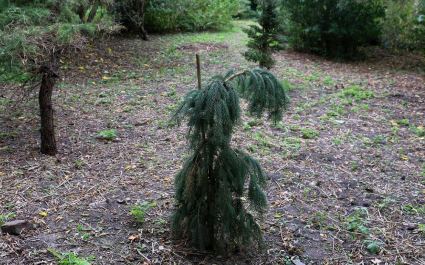 Ялина Bush's Lace