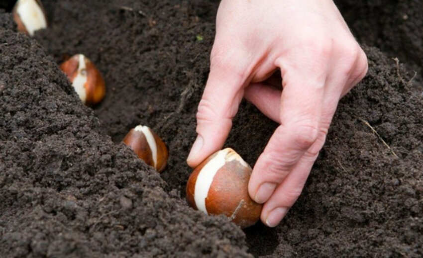 Посадка цибулин тюльпанів