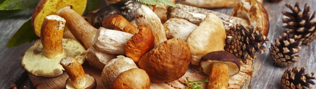 Найбільший виробник грибів у Сербії збільшує площі