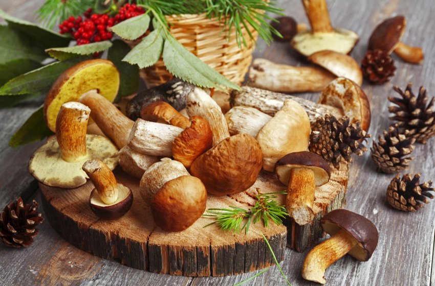 Найбільший виробник грибів у Сербії збільшує площі