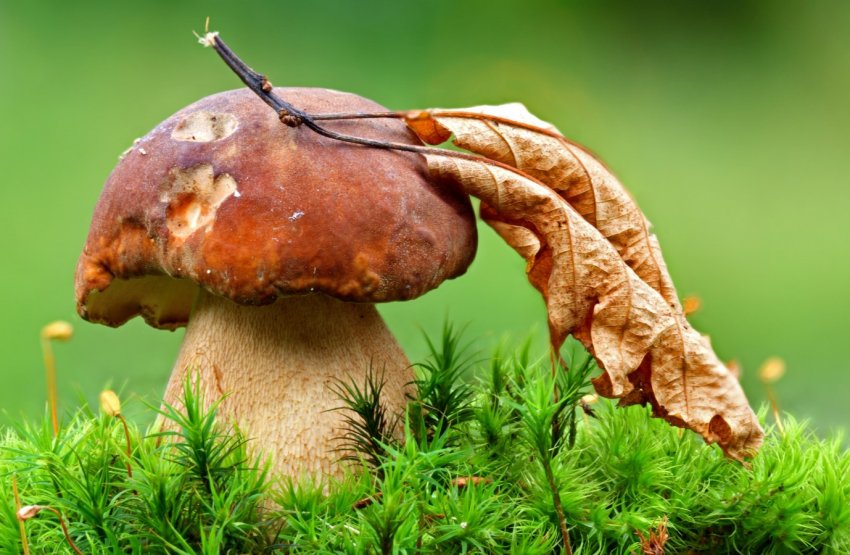 Найбільший виробник грибів у Сербії збільшує площі