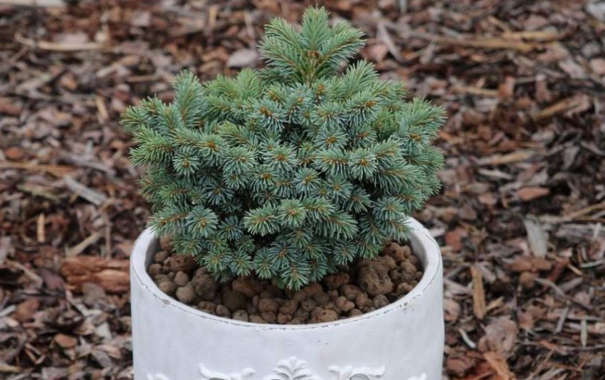 Ялина Талбот