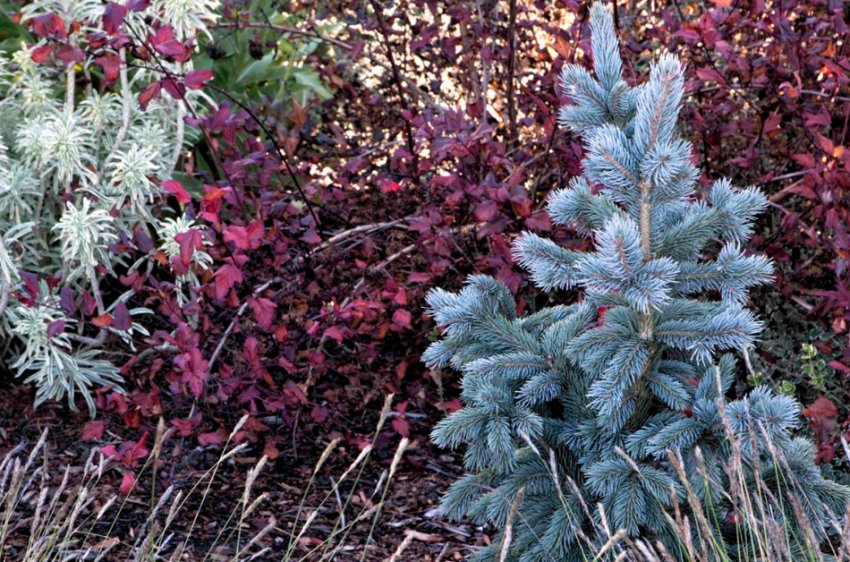 Ялина Блю Харбор