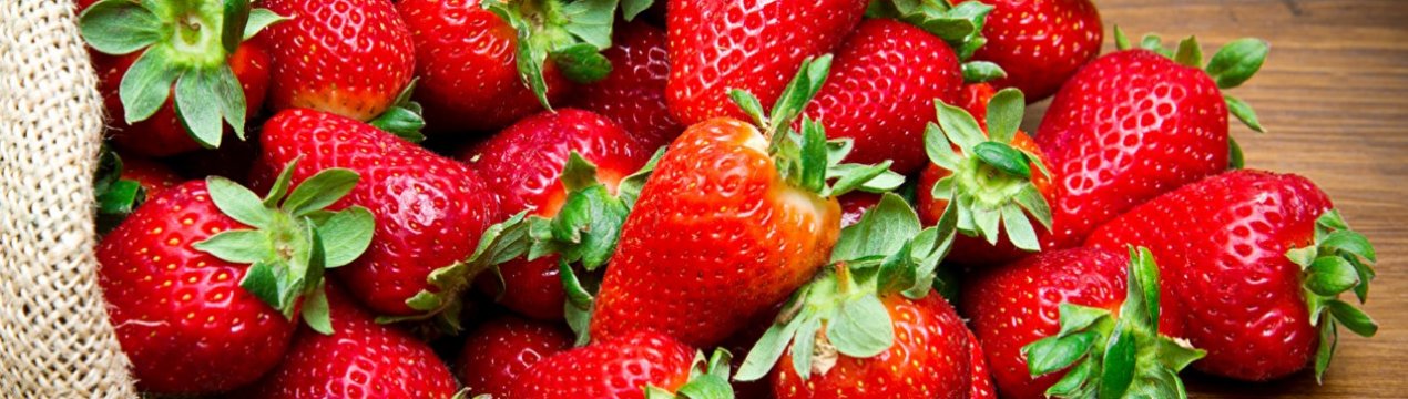 Трудове рабство Греції: збирачі полуниці живуть в нелюдських умовах і отримують мізерні гроші за роботу