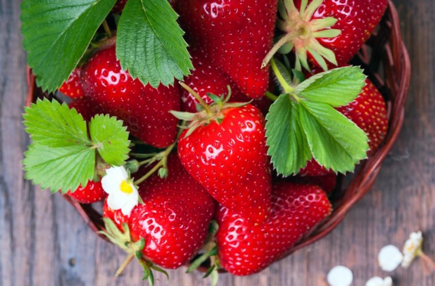 Трудове рабство Греції: збирачі полуниці живуть в нелюдських умовах і отримують мізерні гроші за роботу Трудове рабство Греції: збирачі полуниці живуть в нелюдських умовах і отримують мізерні гроші за роботу