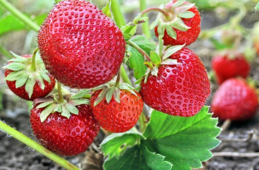 Трудове рабство Греції: збирачі полуниці живуть в нелюдських умовах і отримують мізерні гроші за роботу Трудове рабство Греції: збирачі полуниці живуть в нелюдських умовах і отримують мізерні гроші за роботу