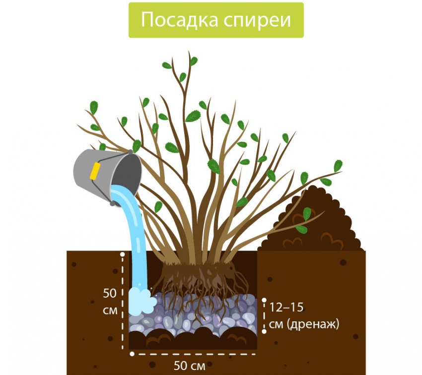 Посадка спіреї Посадка спіреї