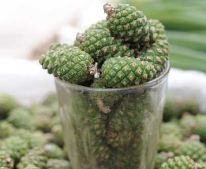 Лікувальні властивості настойки із соснових шишок на горілці