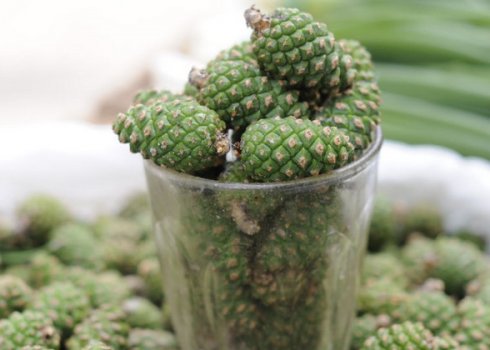 Лікувальні властивості настойки із соснових шишок на горілці